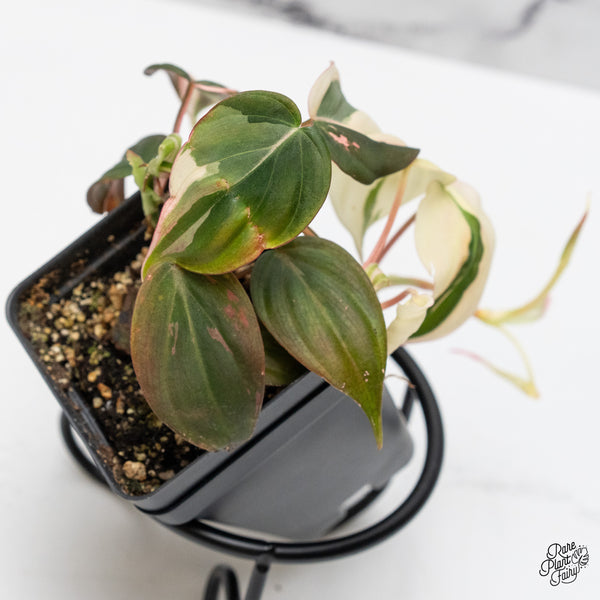 Philodendron Micans Albo/Pink Variegated (wk49-C)