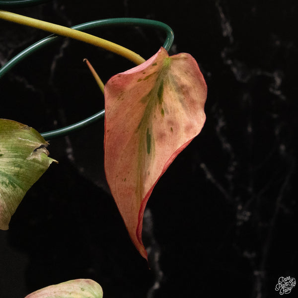 Philodendron micans mint variegated *Grower's choice*