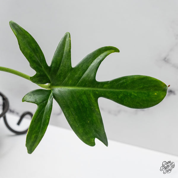 Philodendron 'Pedatum' Variegated (wk49-O)