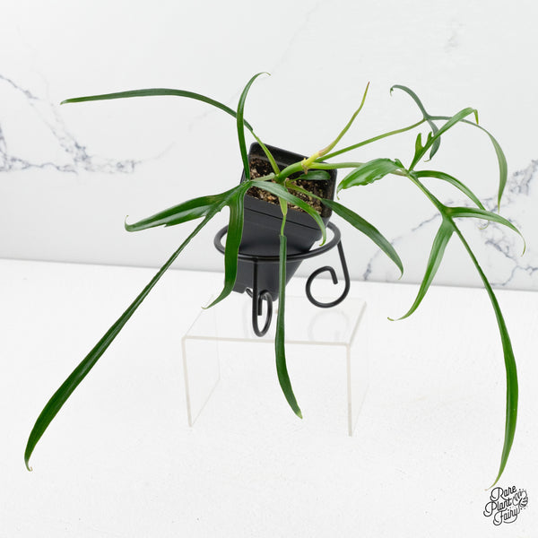 Philodendron Polypodioides (wk48-B)