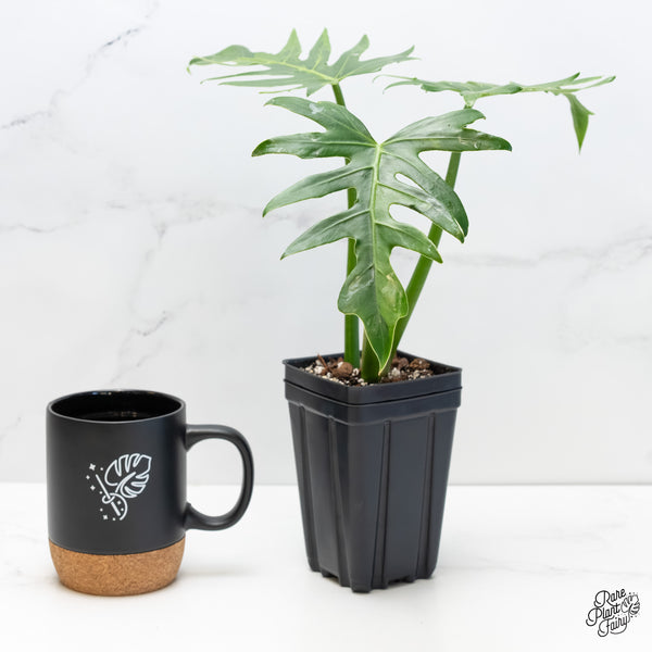 Philodendron radiatum variegated (wk6-UF)