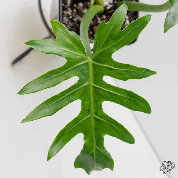 Philodendron radiatum variegated (wk6-UF)