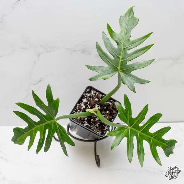 Philodendron radiatum variegated (wk6-UF)