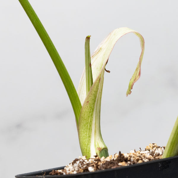 Philodendron 'Paraiso Verde' Albo Variegated (wk52-N)