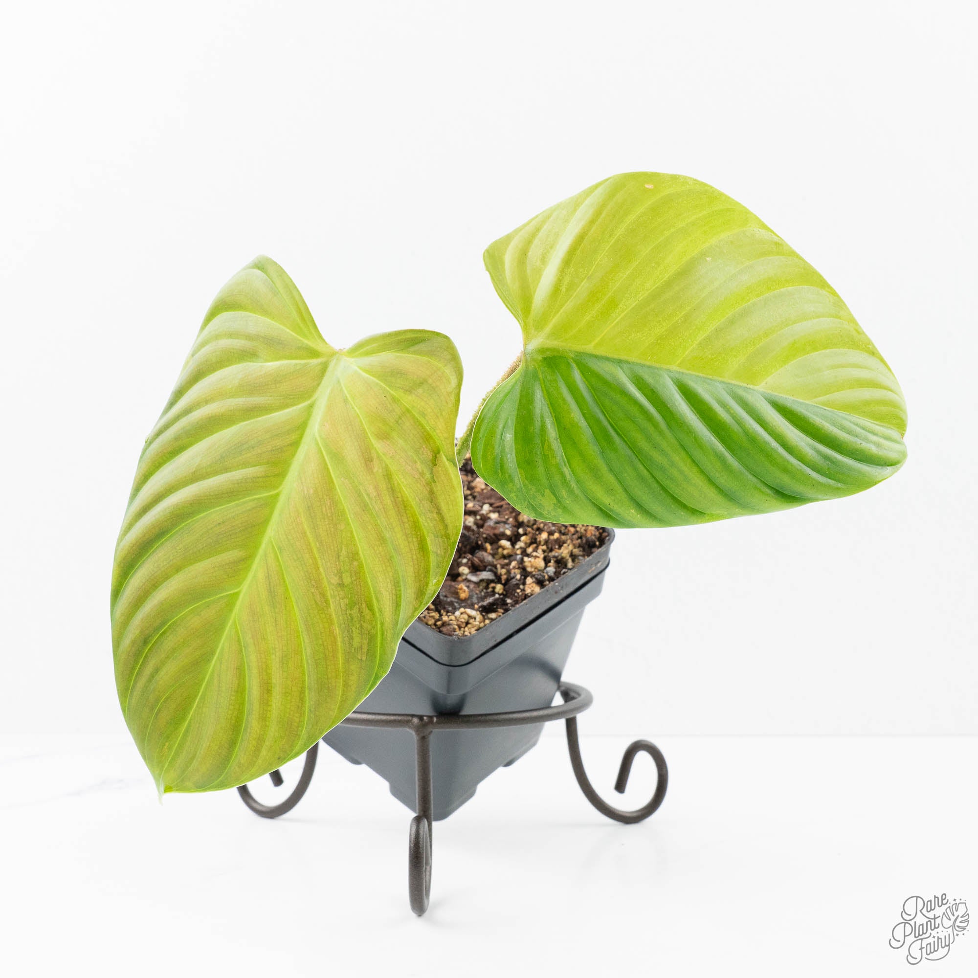 philodendron sp fuzzy petiole Philodendron sp. 'Fuzzy Petiole' variegated (wk21-UN)