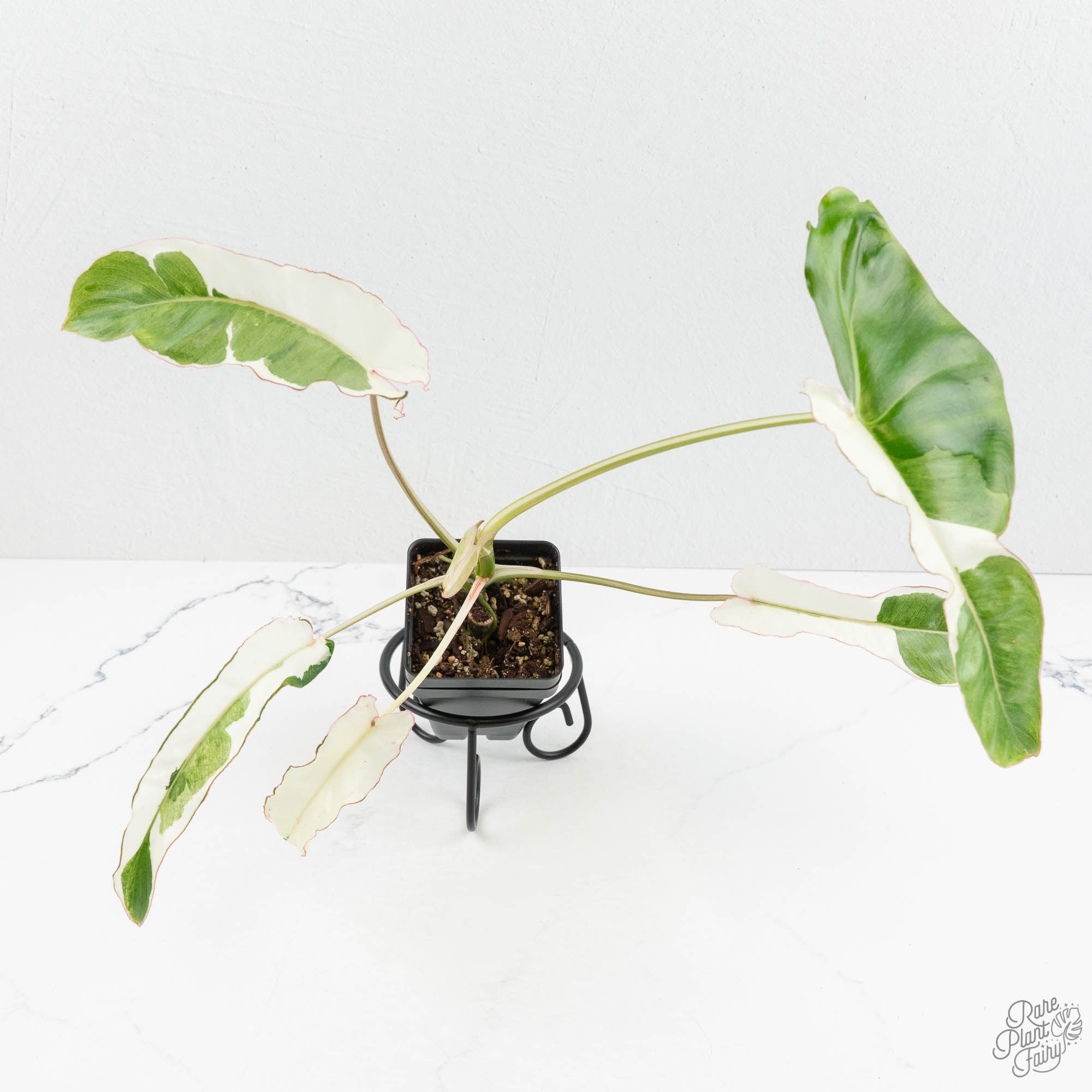 philodendron paraiso verde price Philodendron 'Paraiso Verde' Albo Variegated (wk18-UG)