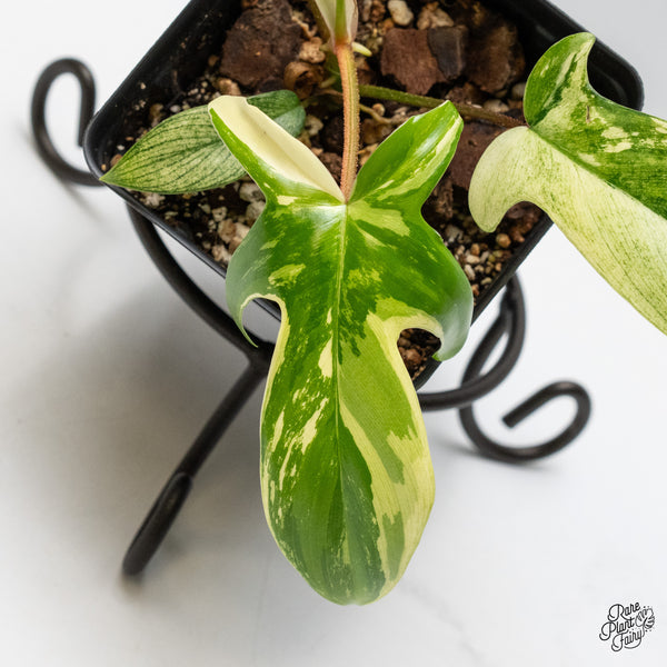 Philodendron 'Florida Beauty' Albo Variegated (wk49-N)