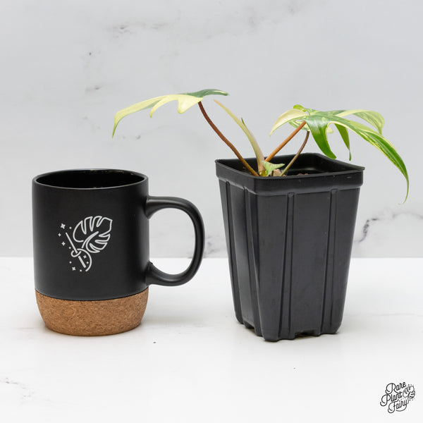 Philodendron 'Florida Beauty' Albo Variegated (wk49-N)