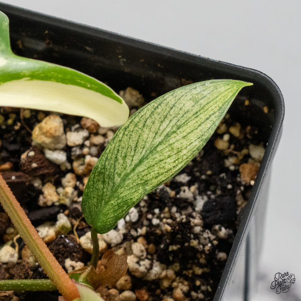 Philodendron 'Florida Beauty' Albo Variegated (wk49-N)