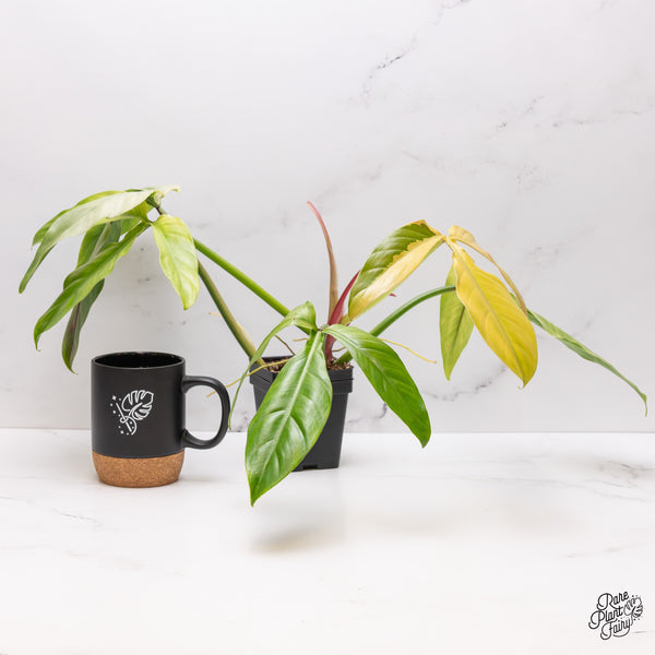 Philodendron Tripartitum Variegated (wk47-UD)