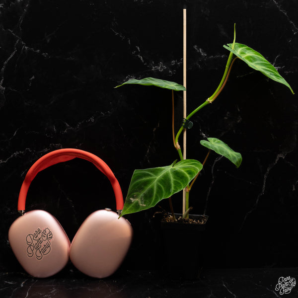 Philodendron verrucosum 'Fire' *Grower's choice*