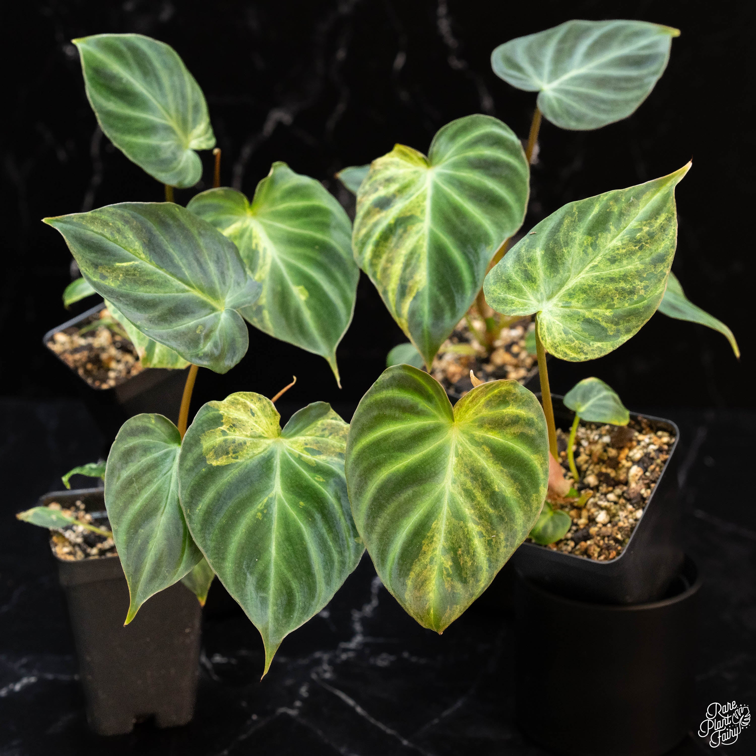rare variegated philodendron Philodendron verrucosum variegated *Grower's Choice*