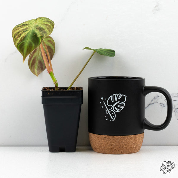 Philodendron Verrucosum Variegated (wk48-A)