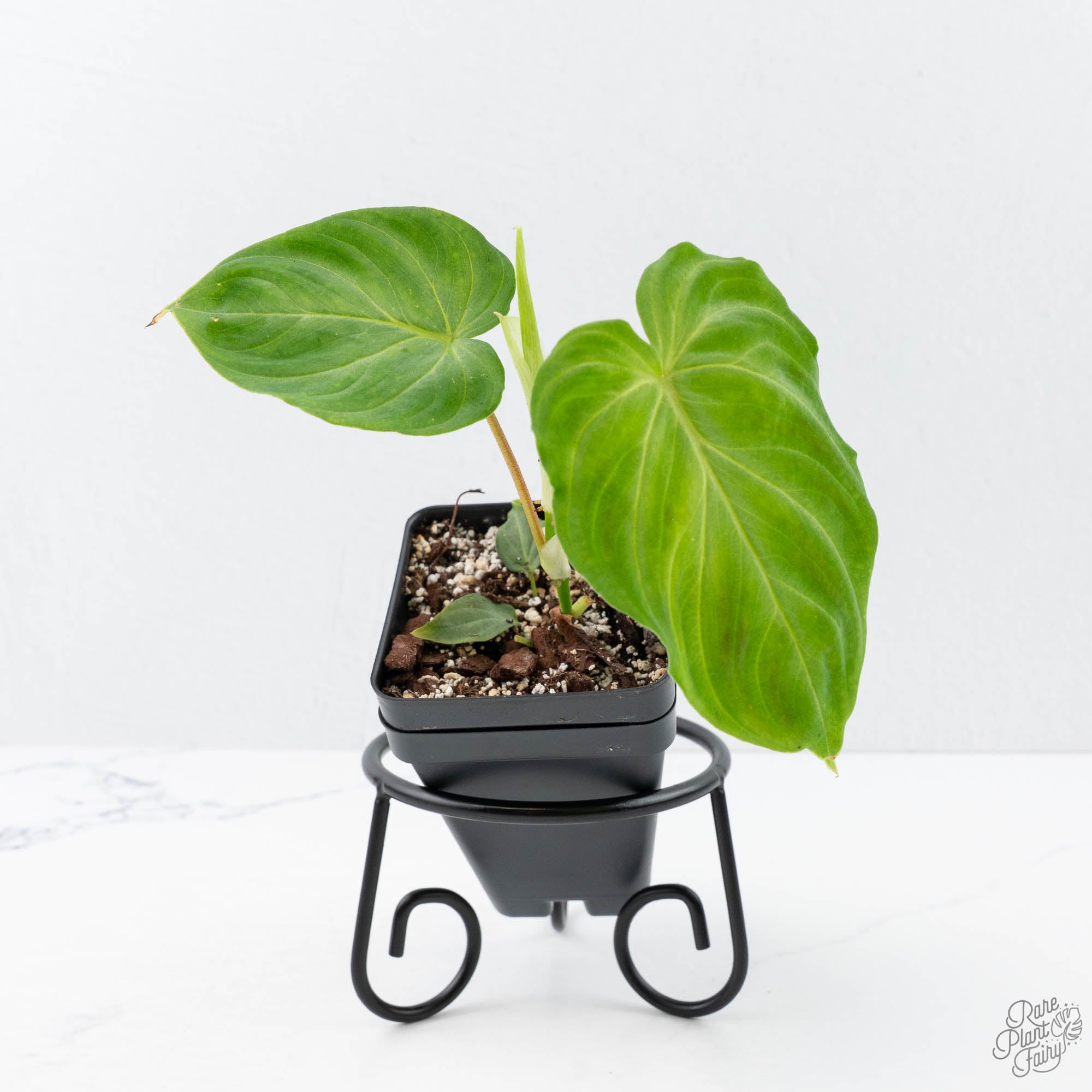 philodendron verrucosum Philodendron verrucosum x serpens *Grower's Choice* – Rare Plant Fairy