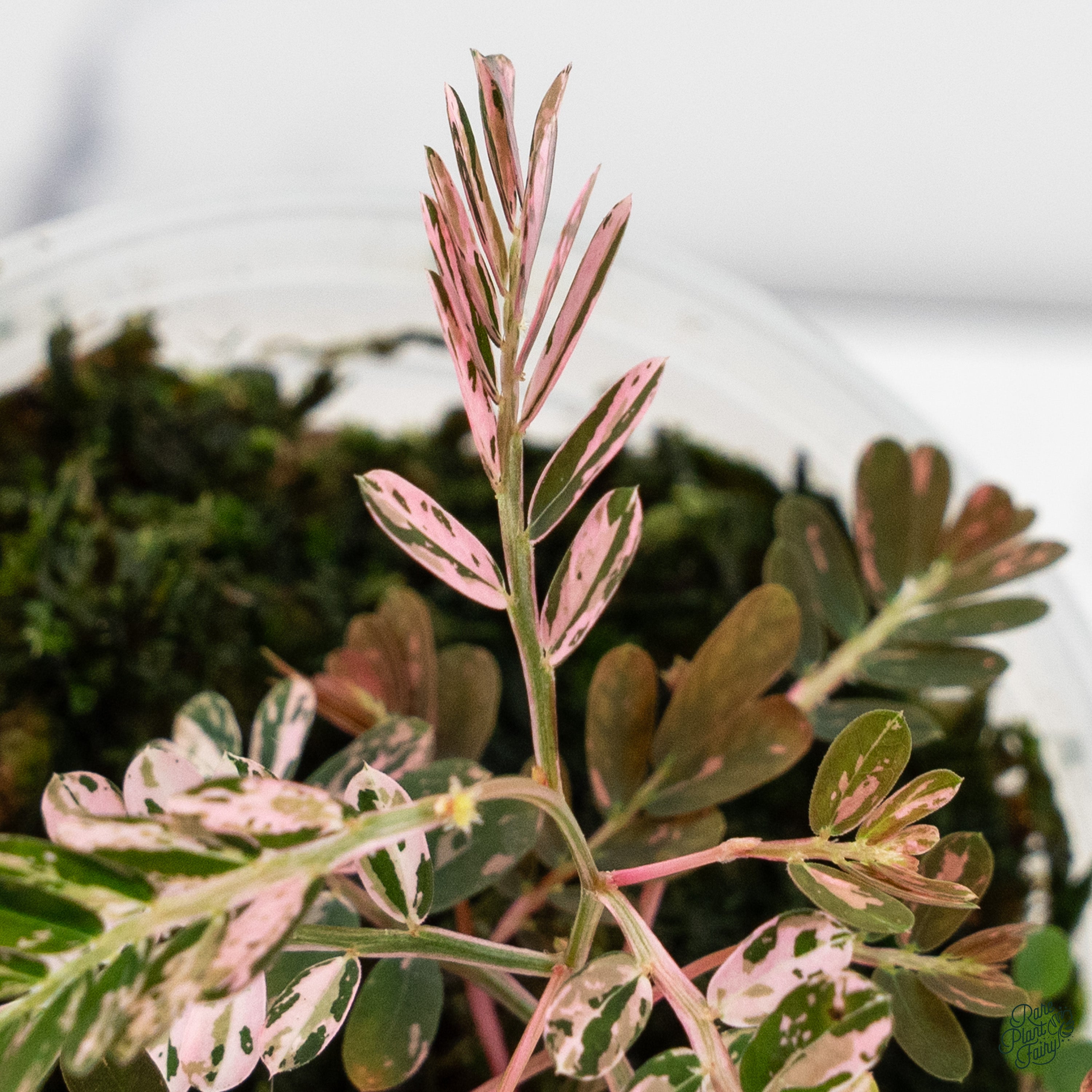 Phyllanthus urinaria 'Pink Variegated'③ Phyllanthus Urinaria Pink Variegated is it just me or does