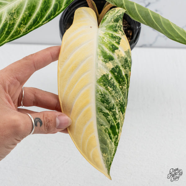 'Phyllotaenium Lindenii' (Previously 'Xanthosoma Lindenii') Variegated (wk44-A)