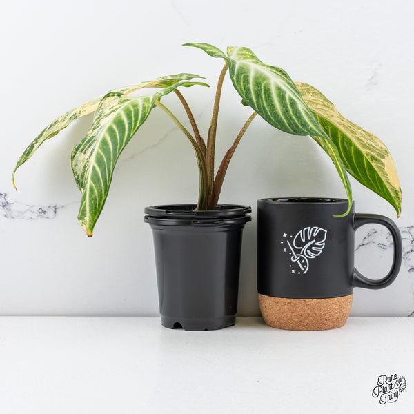 Phyllotaenium Lindenii (Previously 'Xanthosoma Lindenii') Variegated (wk47-L)