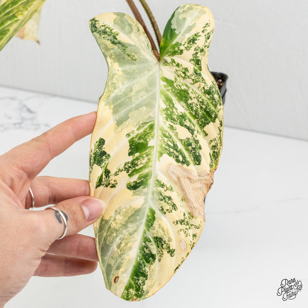 Phyllotaenium Lindenii (Previously 'Xanthosoma Lindenii') Variegated (wk1-J)