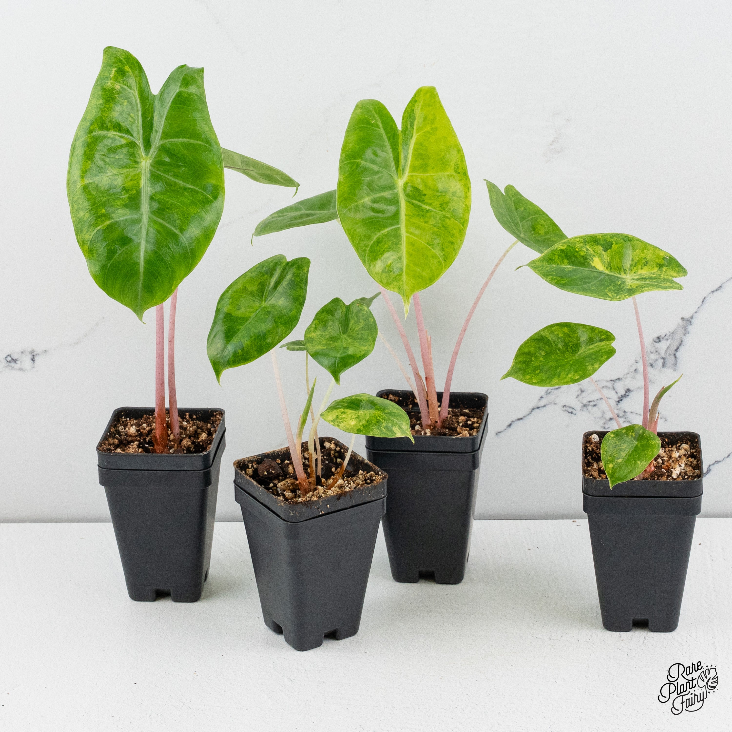 aglaonema pink dragon Alocasia 'Polly' pink variegated *Grower's choice*
