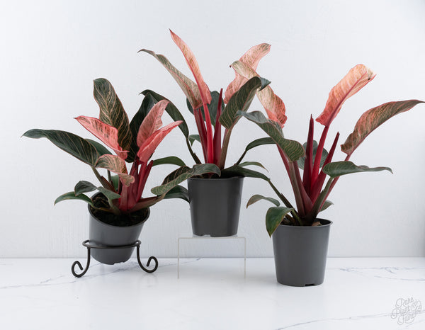 Philodendron 'Birkin' Pink Variegated *Grower's Choice*