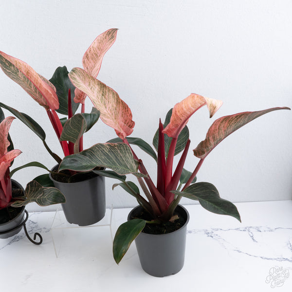 Philodendron 'Birkin' Pink Variegated *Grower's Choice*