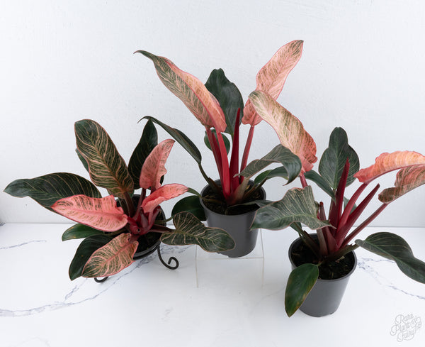 Philodendron 'Birkin' Pink Variegated *Grower's Choice*