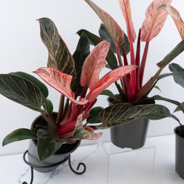 Philodendron 'Birkin' Pink Variegated *Grower's Choice*