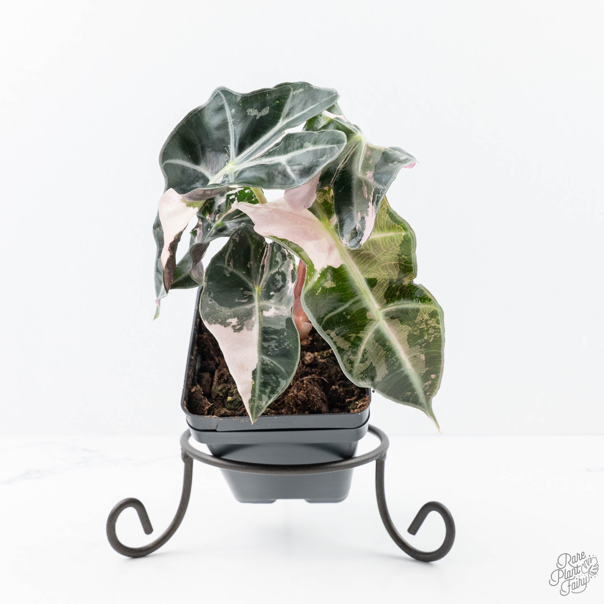 Alocasia 'Polly' pink variegated *Grower's choice* – Rare Plant Fairy