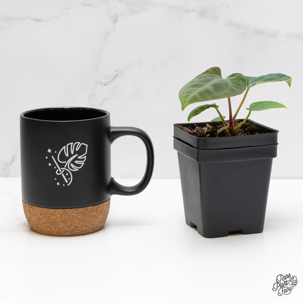 Anthurium Portillae × Antolakii (formerly BVEP) *Grower’s Choice*