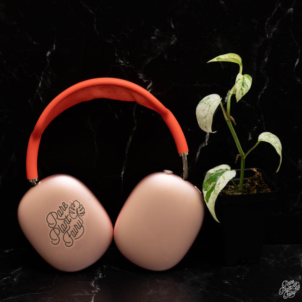 Epipremnum hanoman sp. 'Bali' *Grower's choice*