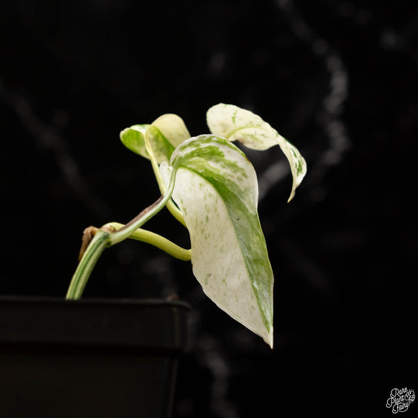 Epipremnum hanoman sp. 'Bali' *Grower's choice*