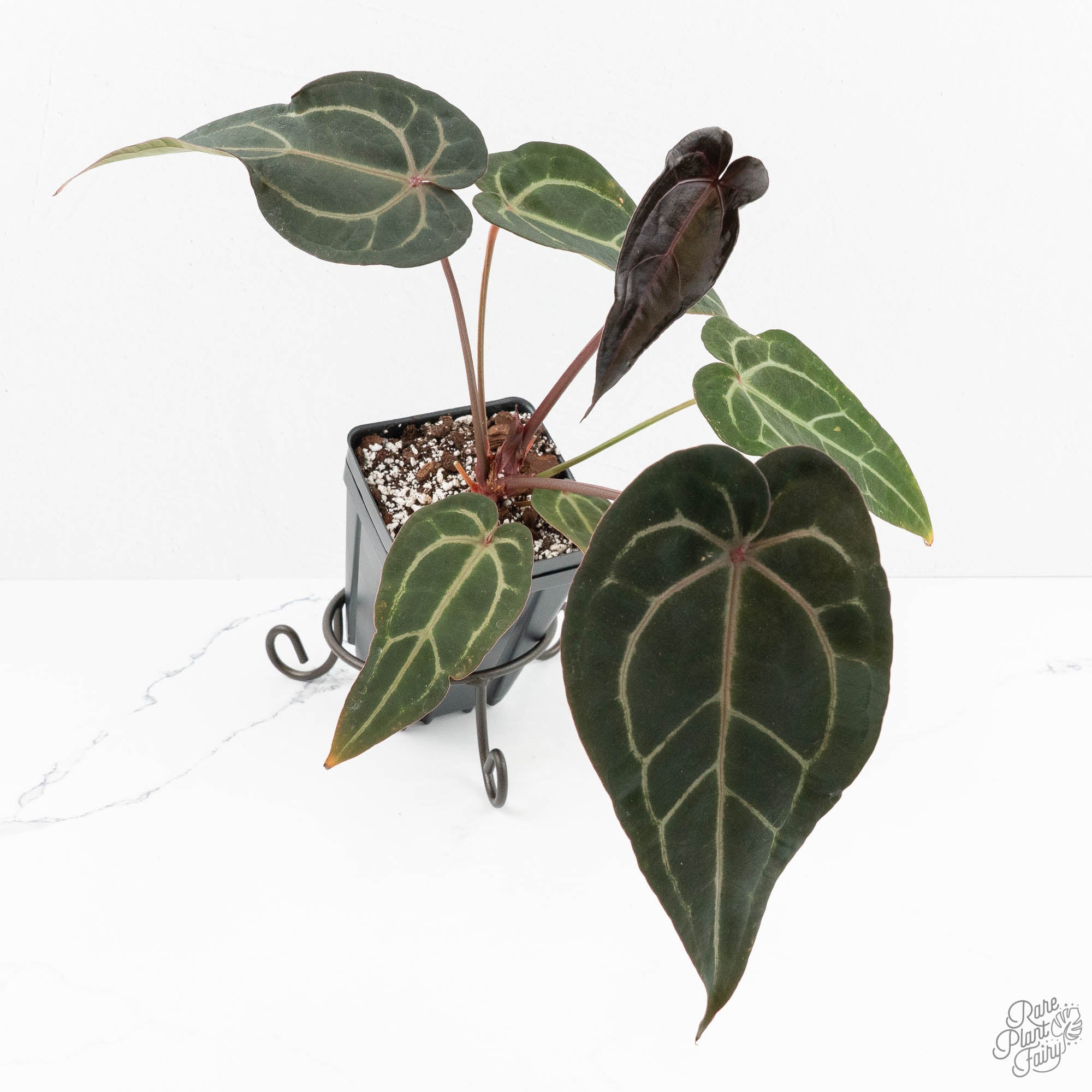 anthurium rain Anthurium Purple Rain '27' x Red Velvet Cake '24' by DocBlock (wk18-V)