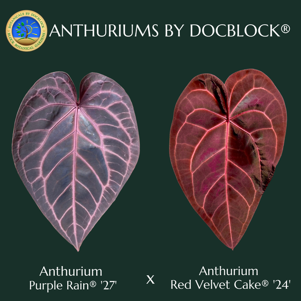 Anthurium Purple Rain '27' x Red Velvet Cake '24' by DocBlock® (wk11-Q)