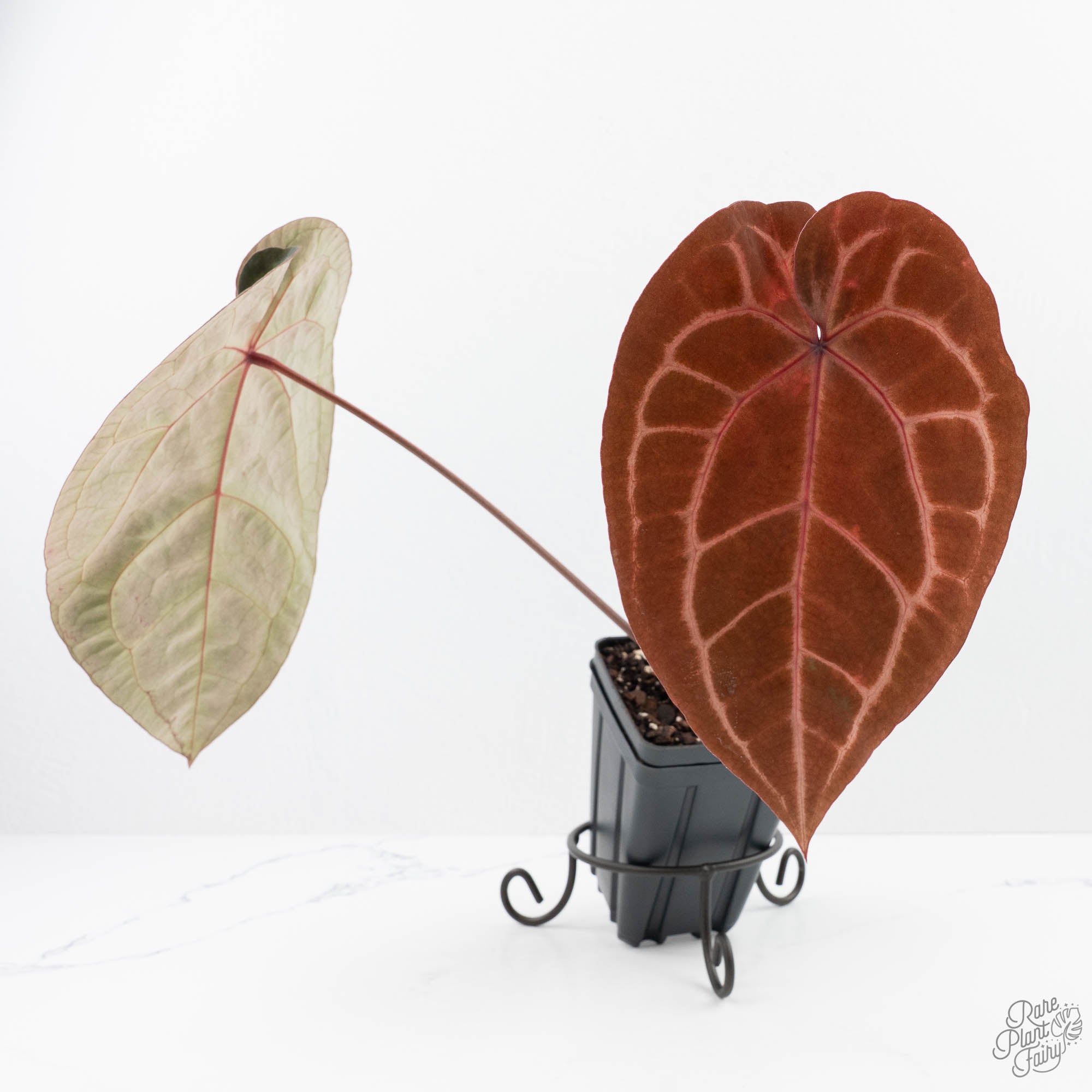 anthurium violet Anthurium Purple Rain '27' x Red Velvet Cake '24' by DocBlock® (wk22-V – Rare Plant Fairy