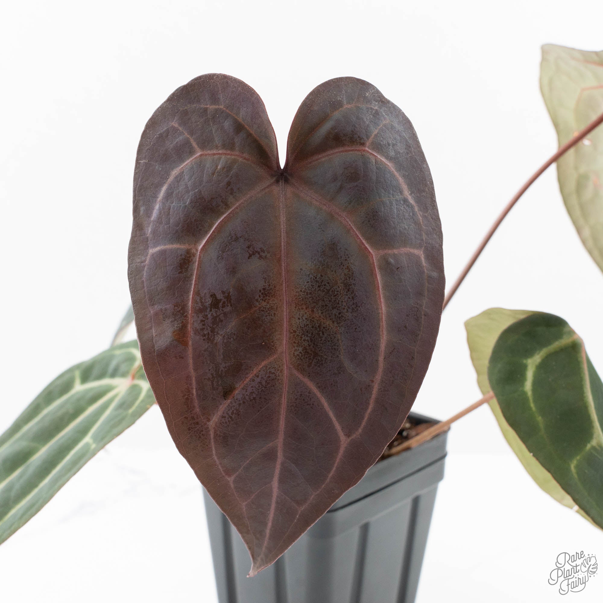anthurium purple Anthurium Purple Rain '27' x Red Velvet Cake '24' by DocBlock® (wk23-C – Rare Plant Fairy