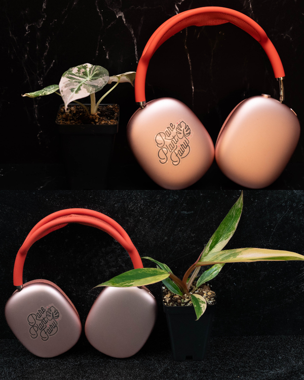 The Rare Pair (A. Black Velvet Pink + P. Caramel Marble) - Free Shipping!