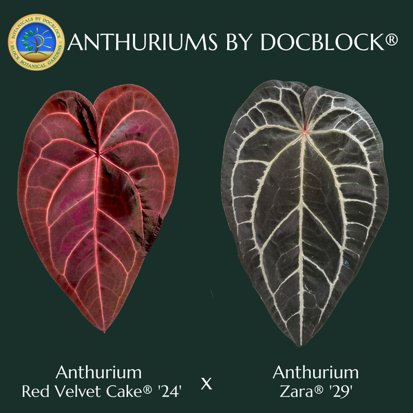 Anthurium Red Velvet Cake '24' x Zara '29' by DocBlock® (wk4-P)