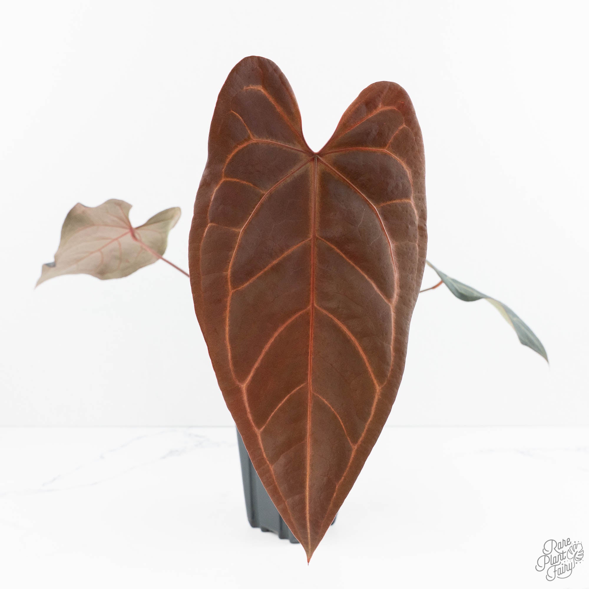 Anthurium Red Velvet Cake '24' x Dark & Handsome '9' by DocBlock