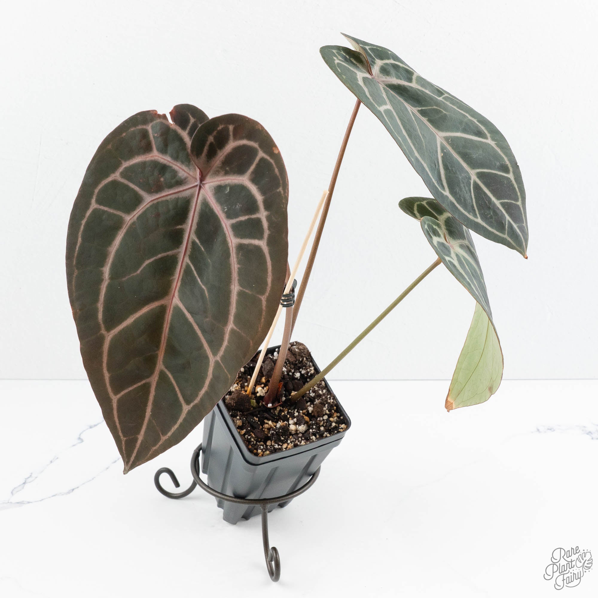 そ*。様 Anthurium red velvet cake Anthurium Red Velvet Cake '24' x Home, Sweet Home '32' by DocBlock