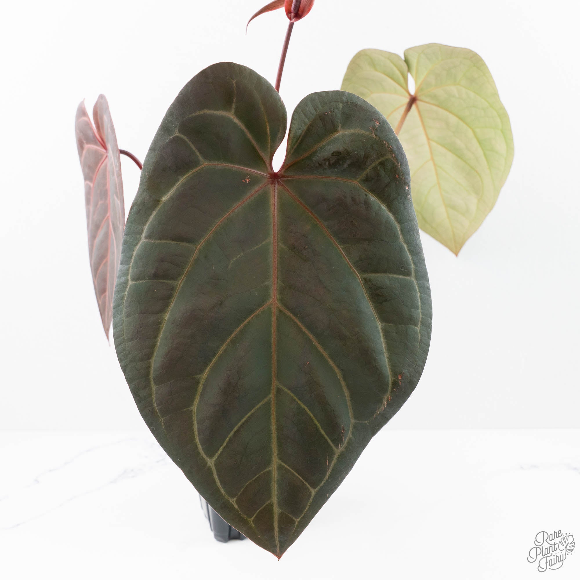 m*e様 Anthurium red velvet cake Anthurium Red Velvet Cake '24' x Home, Sweet Home '32' by DocBlock