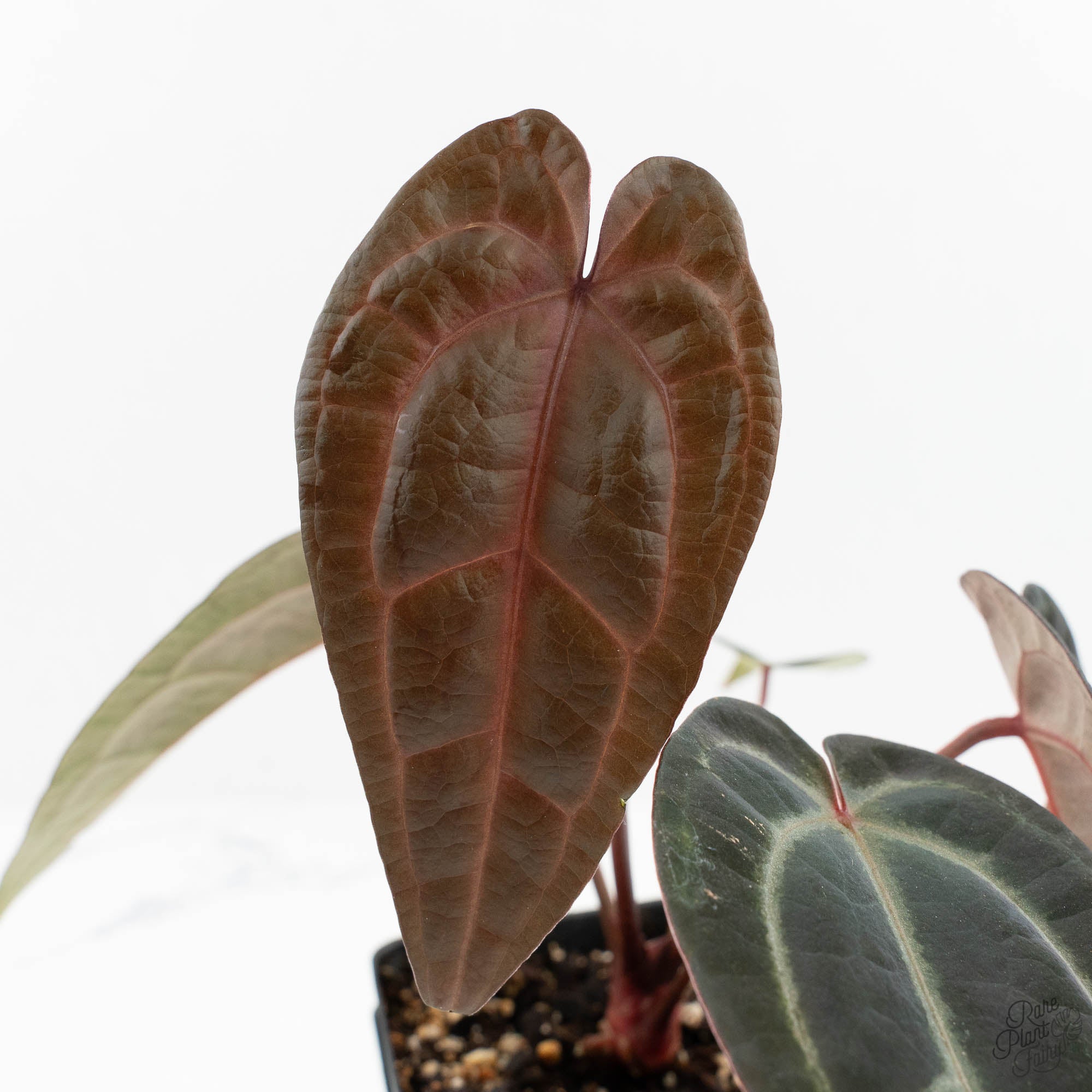 m*e様 Anthurium red velvet cake Anthurium Red Velvet Cake '24' x Red Velvet Cake '24' by DocBlock