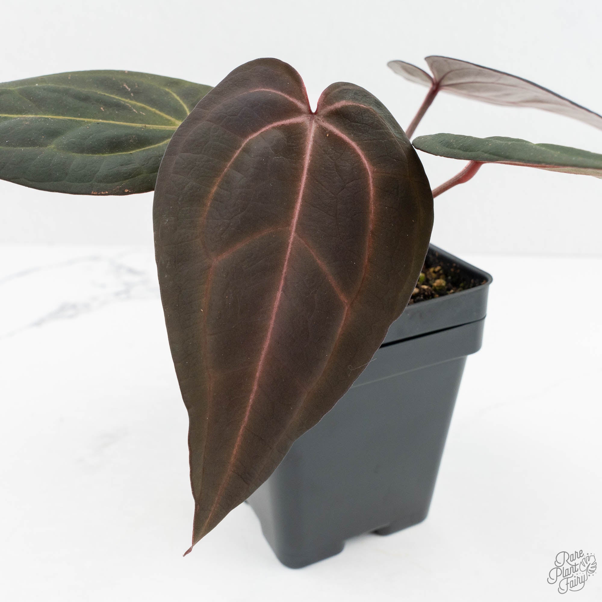 そ*。様 Anthurium red velvet cake Anthurium Red Velvet Cake '24' x