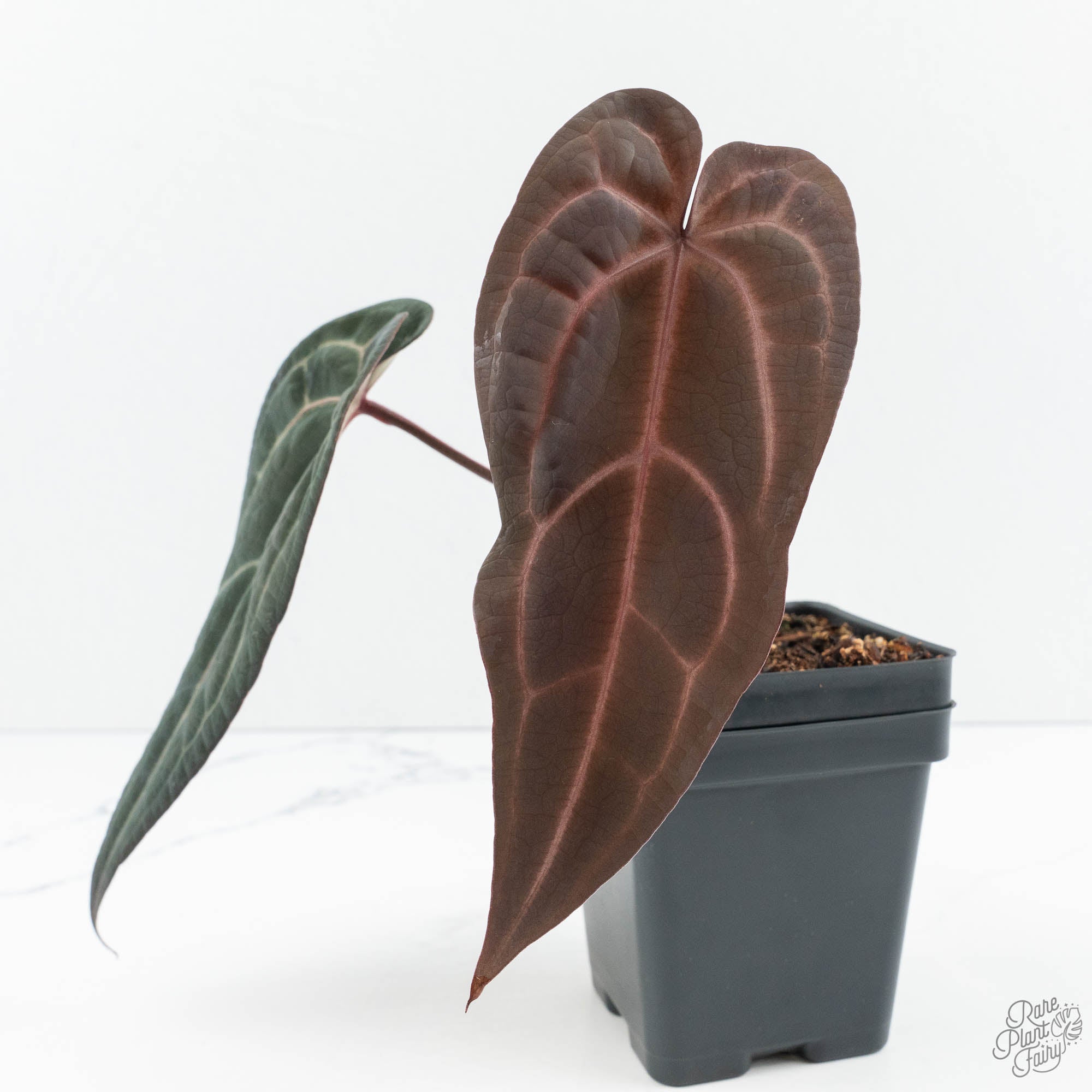 そ*。様 Anthurium red velvet cake Anthurium Red Velvet Cake '24' x Red Velvet Cake '24' by DocBlock