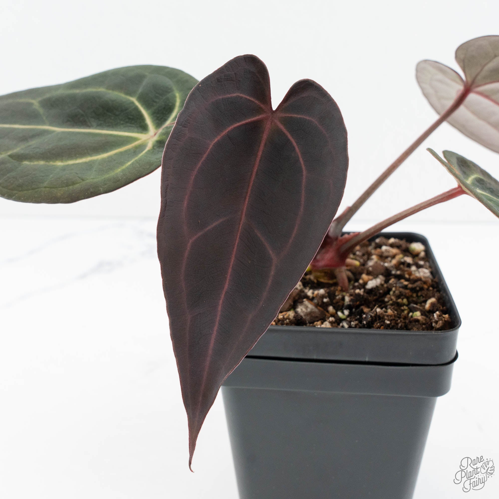 Anthurium Red Velvet Cake '24' x Red Velvet Cake '24' by DocBlock