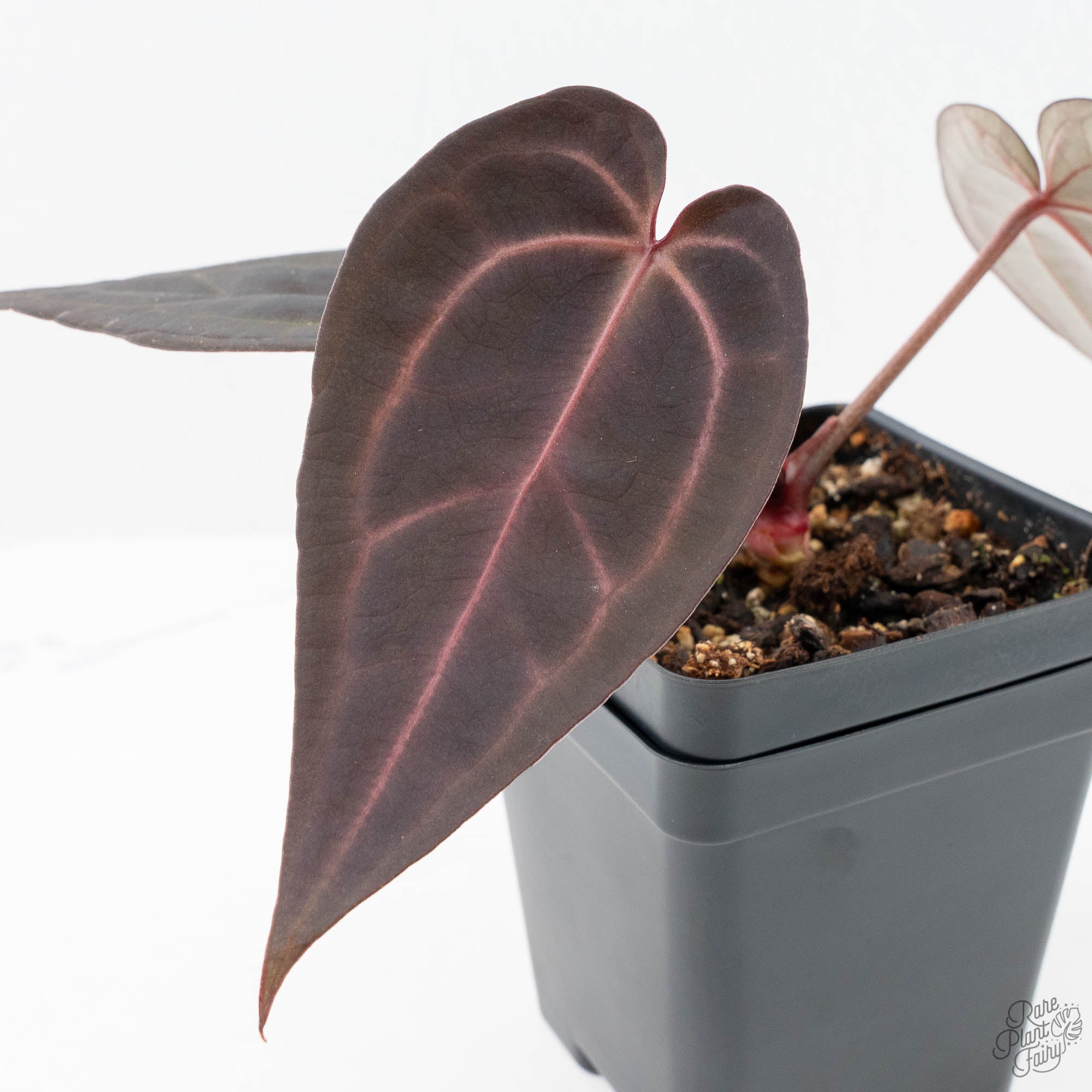 anthurium cakes Anthurium Red Velvet Cake '24' x Red Velvet Cake '24' by DocBlock® (wk – Rare Plant Fairy