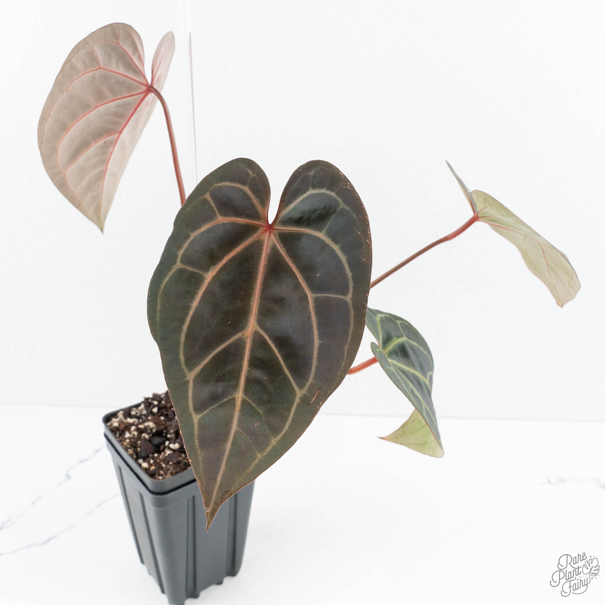 Anthurium Red Velvet Cake '24' x Zara '29' by DocBlock® (wk19-L