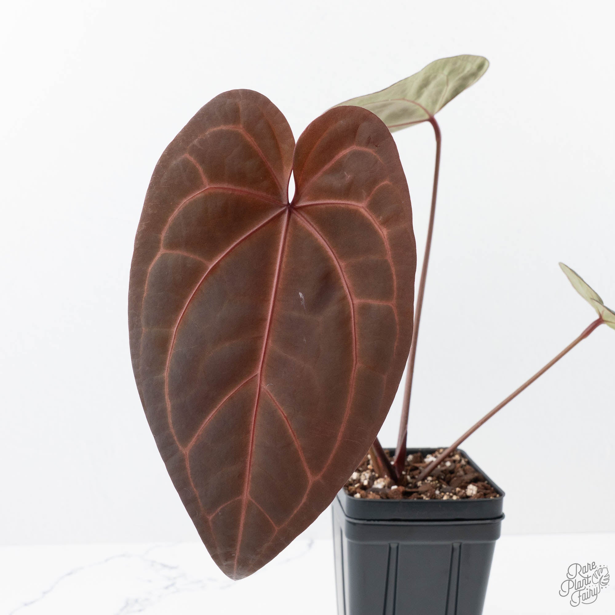 velvety anthurium Anthurium Red Velvet Cake '24' x Zara '29' by DocBlock (wk21-N)