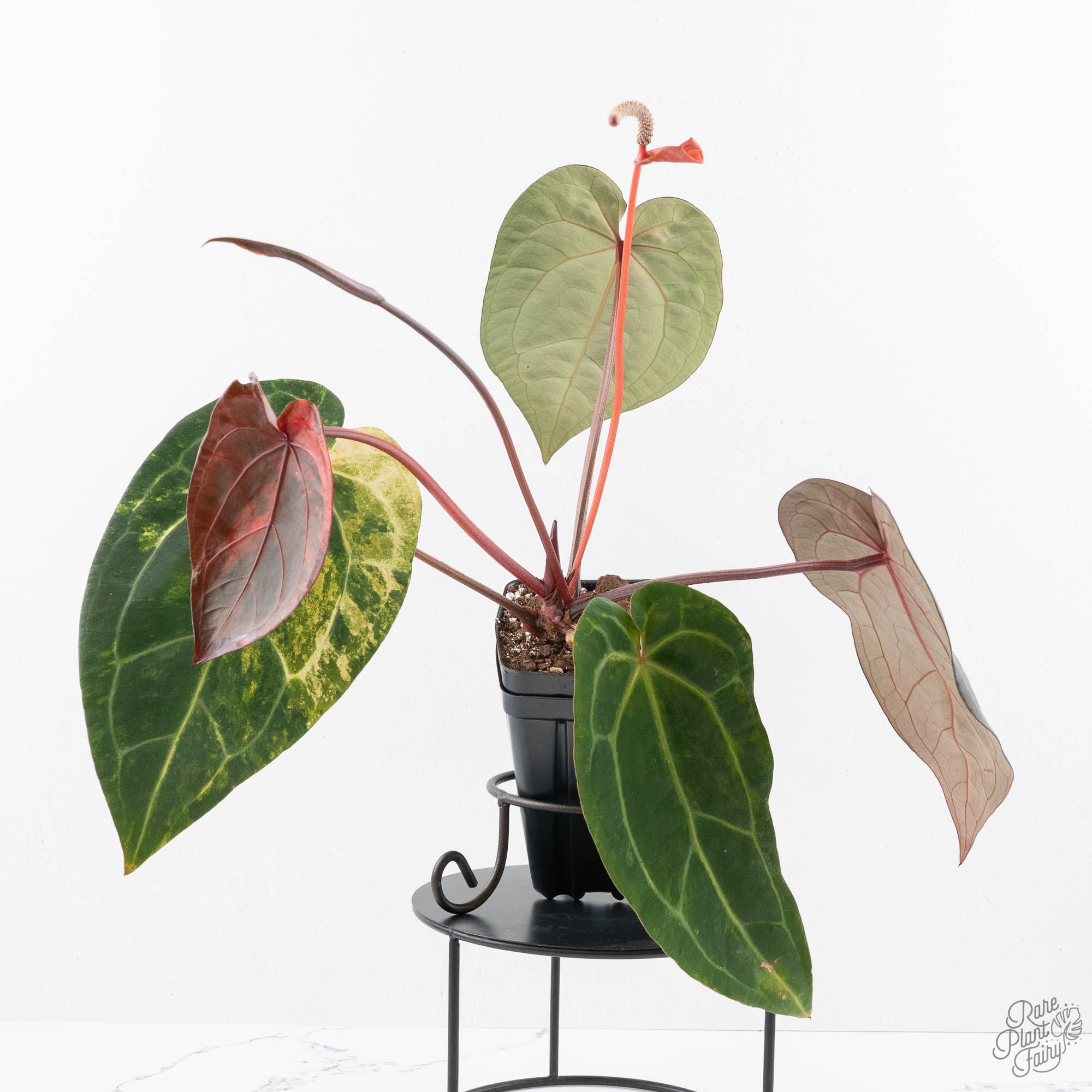 anthurium red velvet Variegated Anthurium Red Velvet Cake '24' x Zara '29' by DocBlock® (wk – Rare Plant Fairy