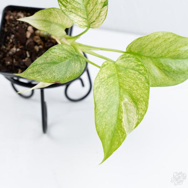 Rhaphidophora Tetrasperma 'White Monster' (wk10-F)