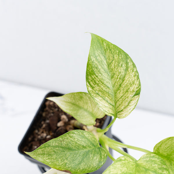 Rhaphidophora Tetrasperma 'White Monster' (wk10-F)